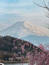 河口湖櫻花🌸與富士山同框