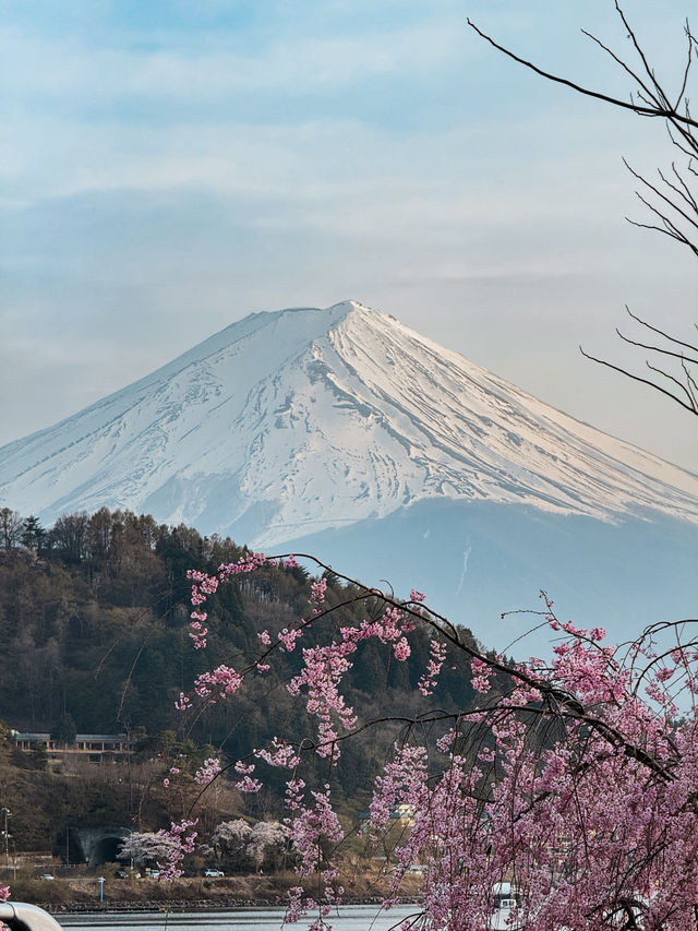 河口湖櫻花🌸與富士山同框