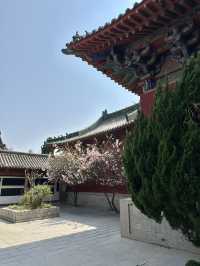 The Bureaucrat’s Blossoms: How Sakura Stole the Show at China’s Ancient Government Complex