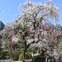 Sakura Blooming in Hiroshima: A City in Full Bloom