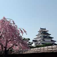  A Springtime Escape at Tsuruga castle