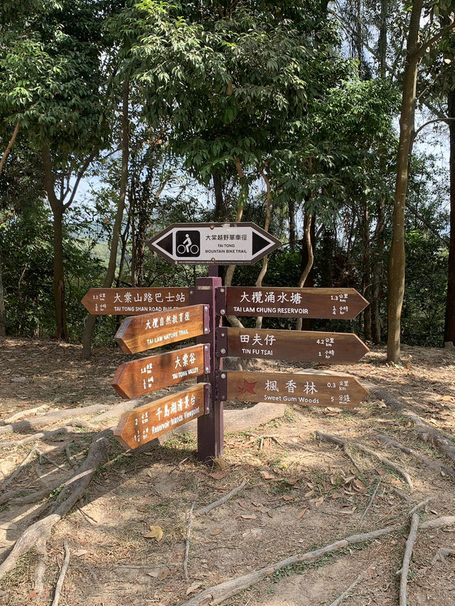 大棠楓香林｜秋天的絢麗畫卷