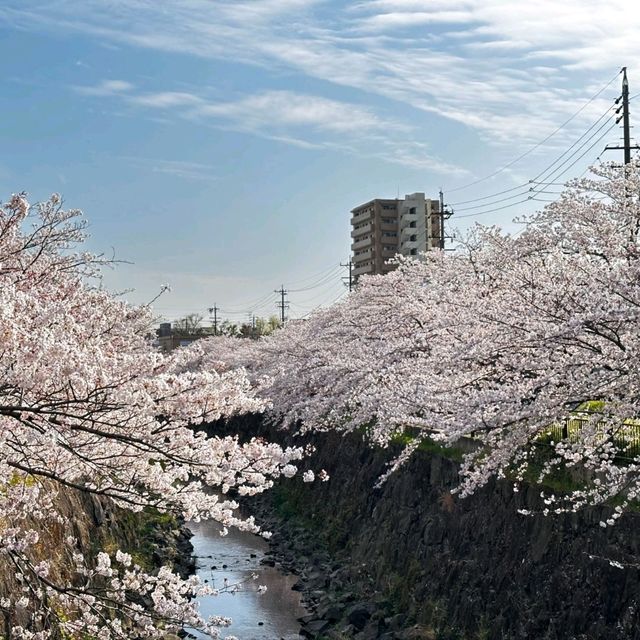 Sakura Dreams Along Yamazaki River