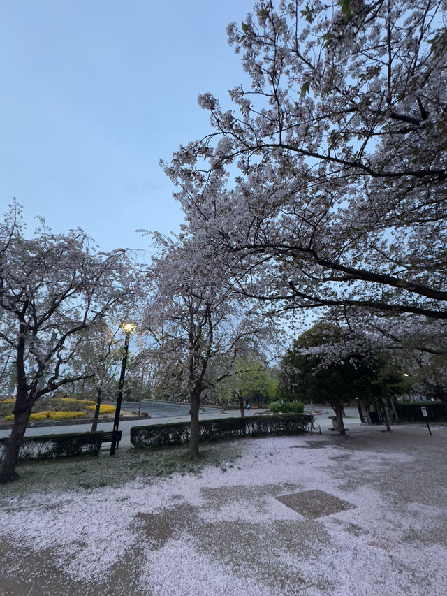 東京｜地鐵有樂町線｜金色光芒下的都市與人情之旅