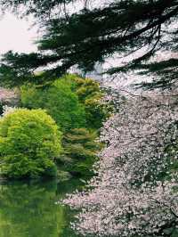 東京｜地鐵半藏門線｜紫藤色的都市脈動與文化交織