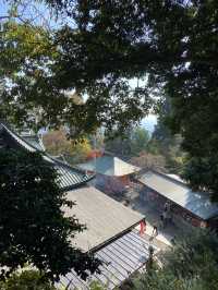 Loved My Day at Mt. Takao!