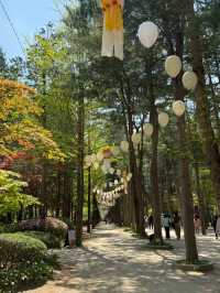 Day Trip to Nami Island 🇰🇷