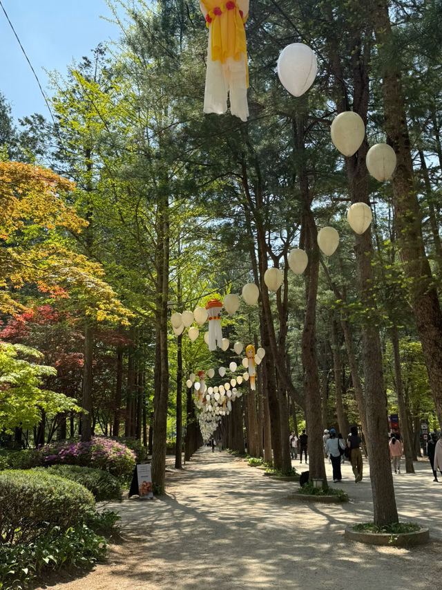 Day Trip to Nami Island 🇰🇷
