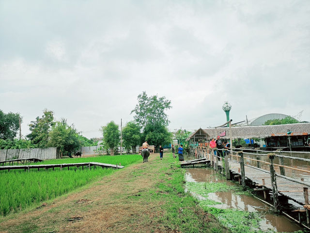 เที่ยวหมู่บ้านอนุรักษ์ควายไทย สุพรรณบุรี