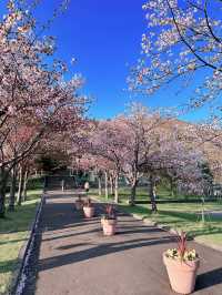2025五月北海道獨遊追櫻之旅🌸 - 第一彈