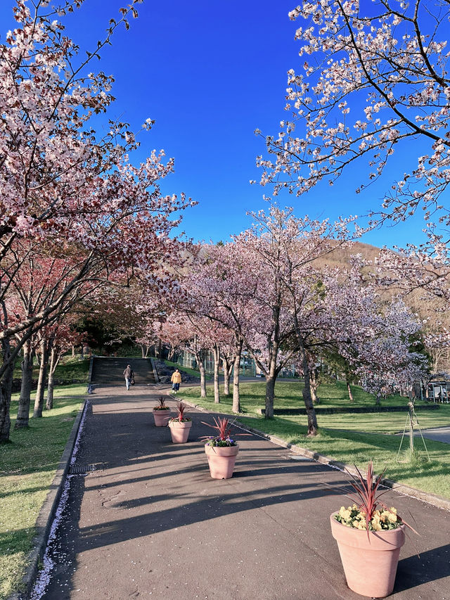 2025五月北海道獨遊追櫻之旅🌸 - 第一彈