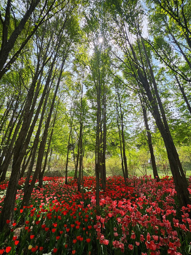 🌷가족과 함께 아산 꽃놀이 피나클랜드 