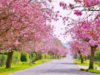 Helensburgh Blossom