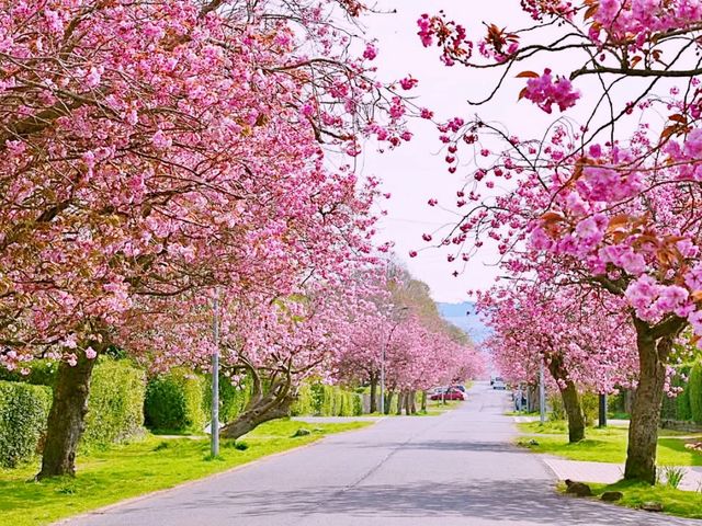 Helensburgh Blossom