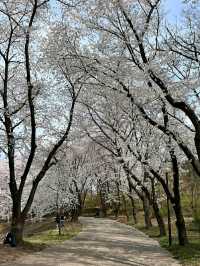 Daejeon: Korea’s Underrated Blossom EscapeLocation: Daejeon, South Korea