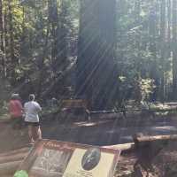 Armstrong Redwoods State Natural Reserve – Guerneville, CA