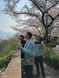 Changwon in Bloom: Experience the Magic of the Jinhae Cherry Blossom Festival
