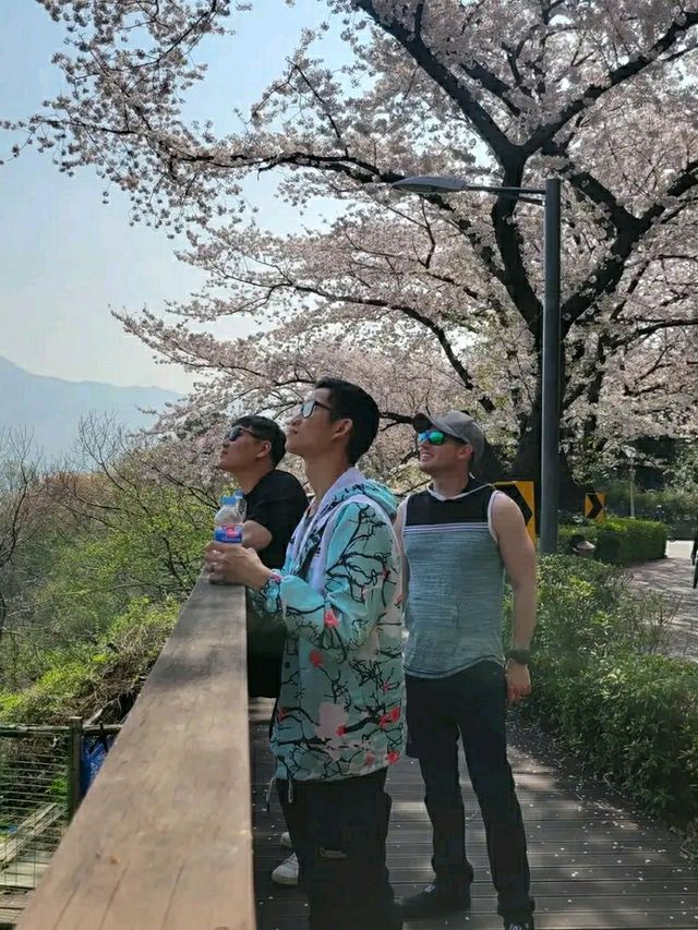 Changwon in Bloom: Experience the Magic of the Jinhae Cherry Blossom Festival