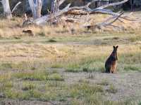 🌿 Rhyll Inlet Weekend Escape: 2 Days of Nature & Relaxation