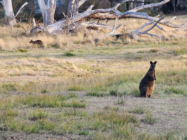 🌿 Rhyll Inlet Weekend Escape: 2 Days of Nature & Relaxation