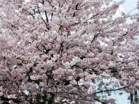 Coquitlam – Nature’s Playground in Metro Vancouver