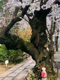 Kurashiki – Where Canals Whisper Japan’s Artistic Past