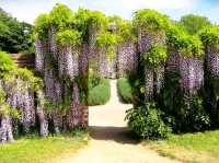 Sunshine, Secrets, and Blooms at Calke Abbey – A National Trust Gem