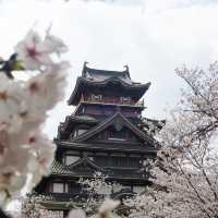 Japan – Sakura Reflections on Still Water