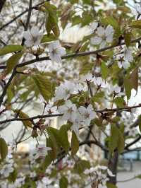 Sakura season at Hakodate 