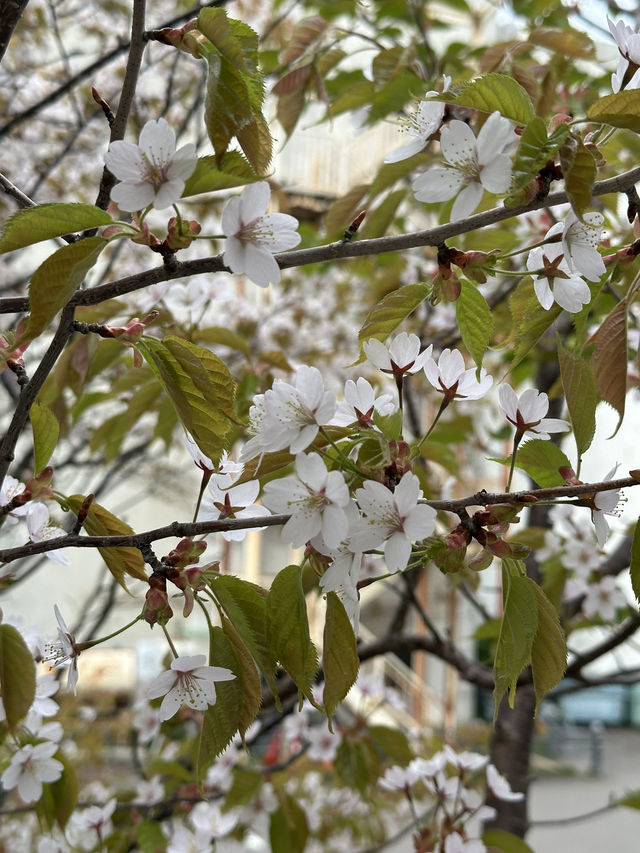 Sakura season at Hakodate 
