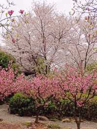 Cherry blossoms in China🇨🇳?  Yes, please! 🌸