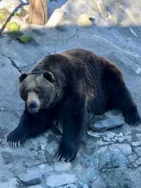 A Relaxed Day in Noboribetsu – Bears, Views & Volcanic Wonders