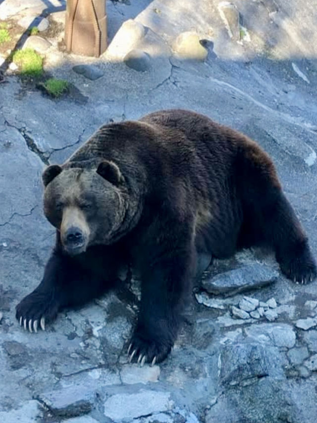 A Relaxed Day in Noboribetsu – Bears, Views & Volcanic Wonders
