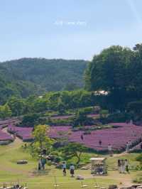 부산 라벤더 명소! 부산근교카페💜🪻✨