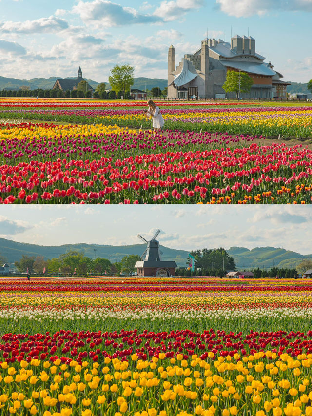 Kamiyubetsu Tulip Park สวนทิวลิปที่สวยสุดในญี่ปุ่น