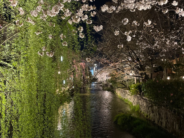 🌸 벚꽃이 밤을 물들인 오사카의 봄 여행