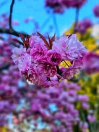 Pastels by the Lake – Spring at Platt Fields Park