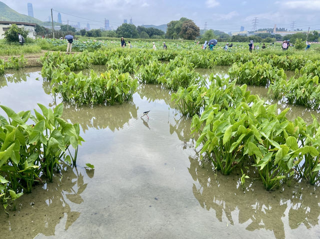 端午節好去處🌟🪻鳳眼藍池塘✨隱世賞花美景