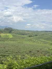 One day Trip @เชียงราย