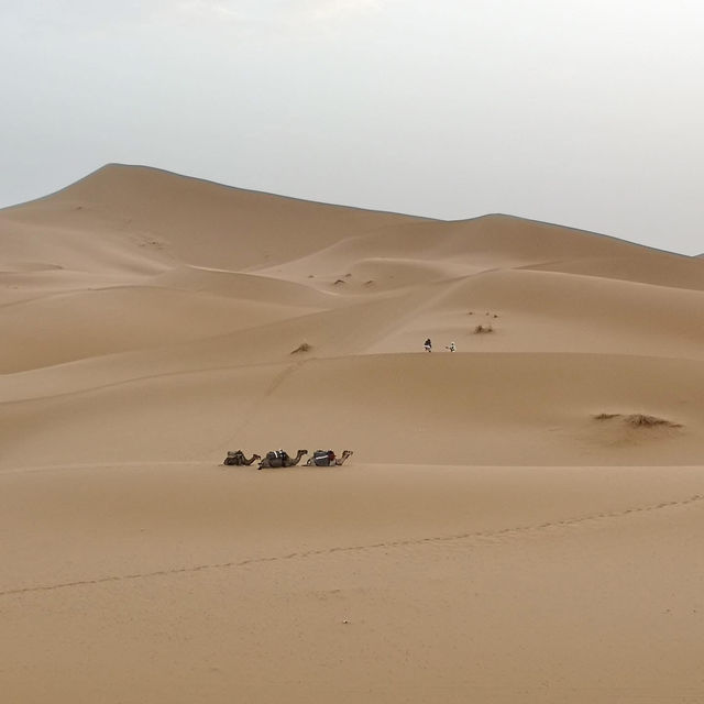 🐫🌅 Camel Trekking in the Sahara: A Magical Desert Adventure