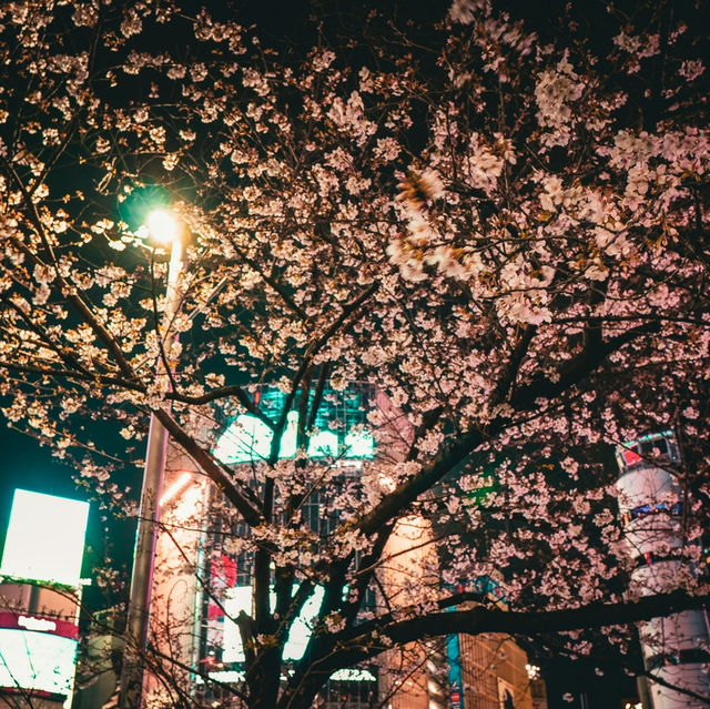 Whispers of Sakura: A Slow Journey Through Tottori’s Hidden Trails