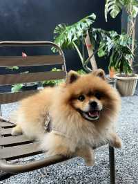 คาเฟ่ pet friendly 