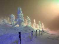 藏王雪山與浪漫仙子紫藤花