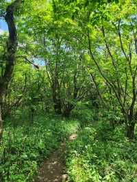 Off the Radar and Into the Trees