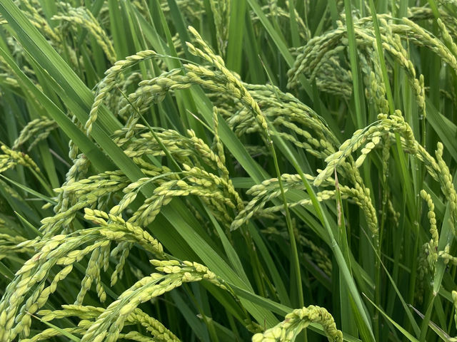 巴特虹岸  🌾 豐濱 新社梯田 🌾