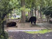 A Great Day at Shanghai Zoo