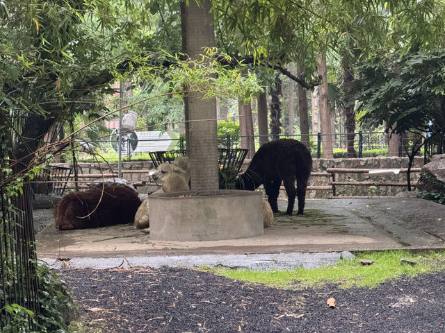 A Great Day at Shanghai Zoo