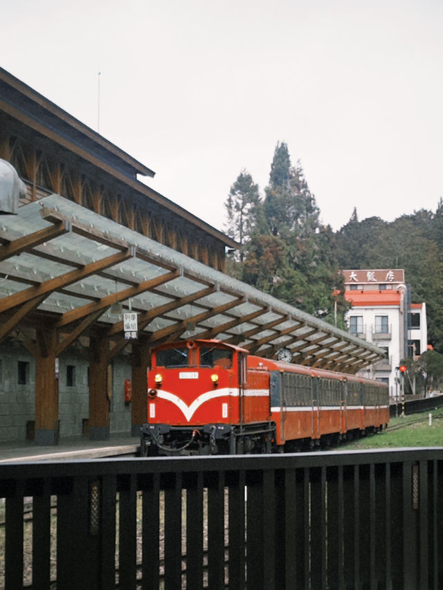 阿里山一日精華遊：與神木、雲海和森林鐵路的邂逅