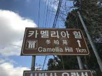 🌺 Camellia Hill – ดินแดนแห่งดอกไม้บนเกาะเชจู