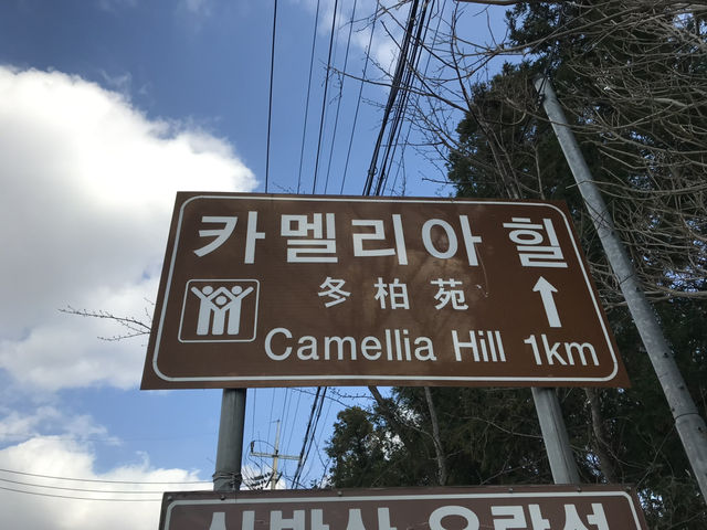 🌺 Camellia Hill – ดินแดนแห่งดอกไม้บนเกาะเชจู